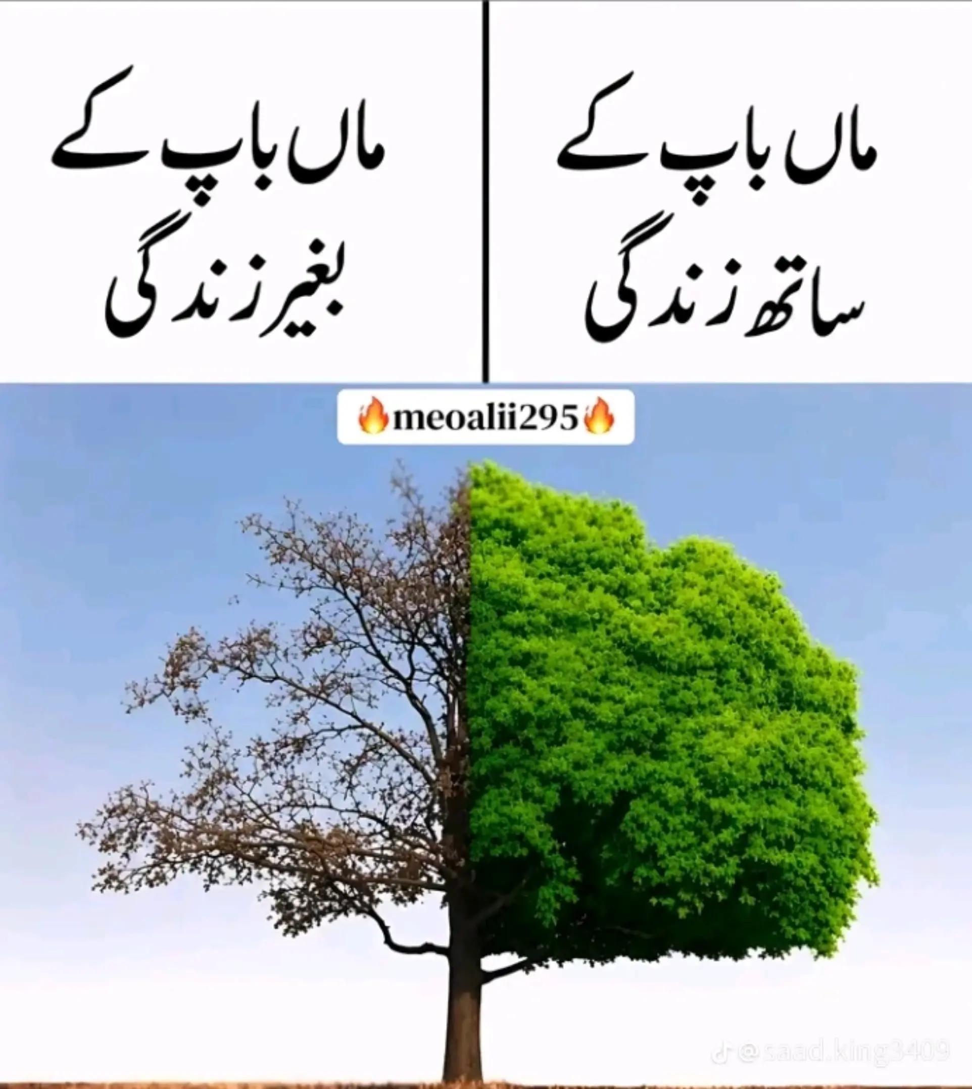 @irfan ali