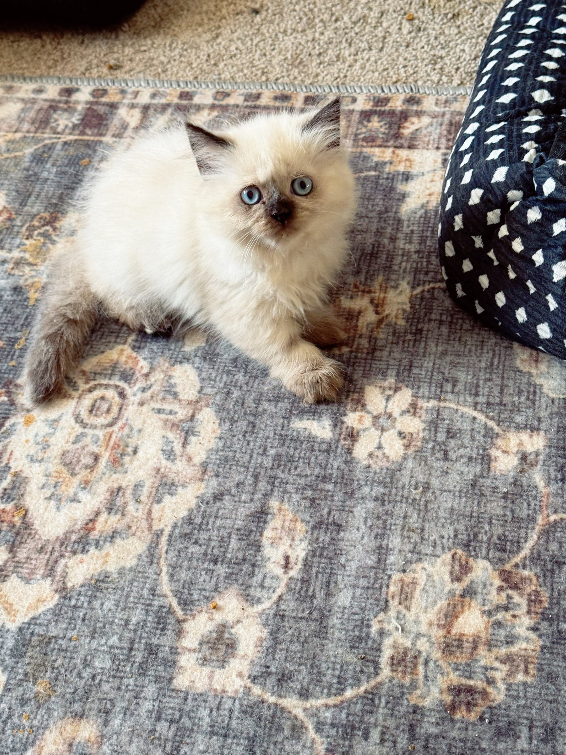 @PersianKitten