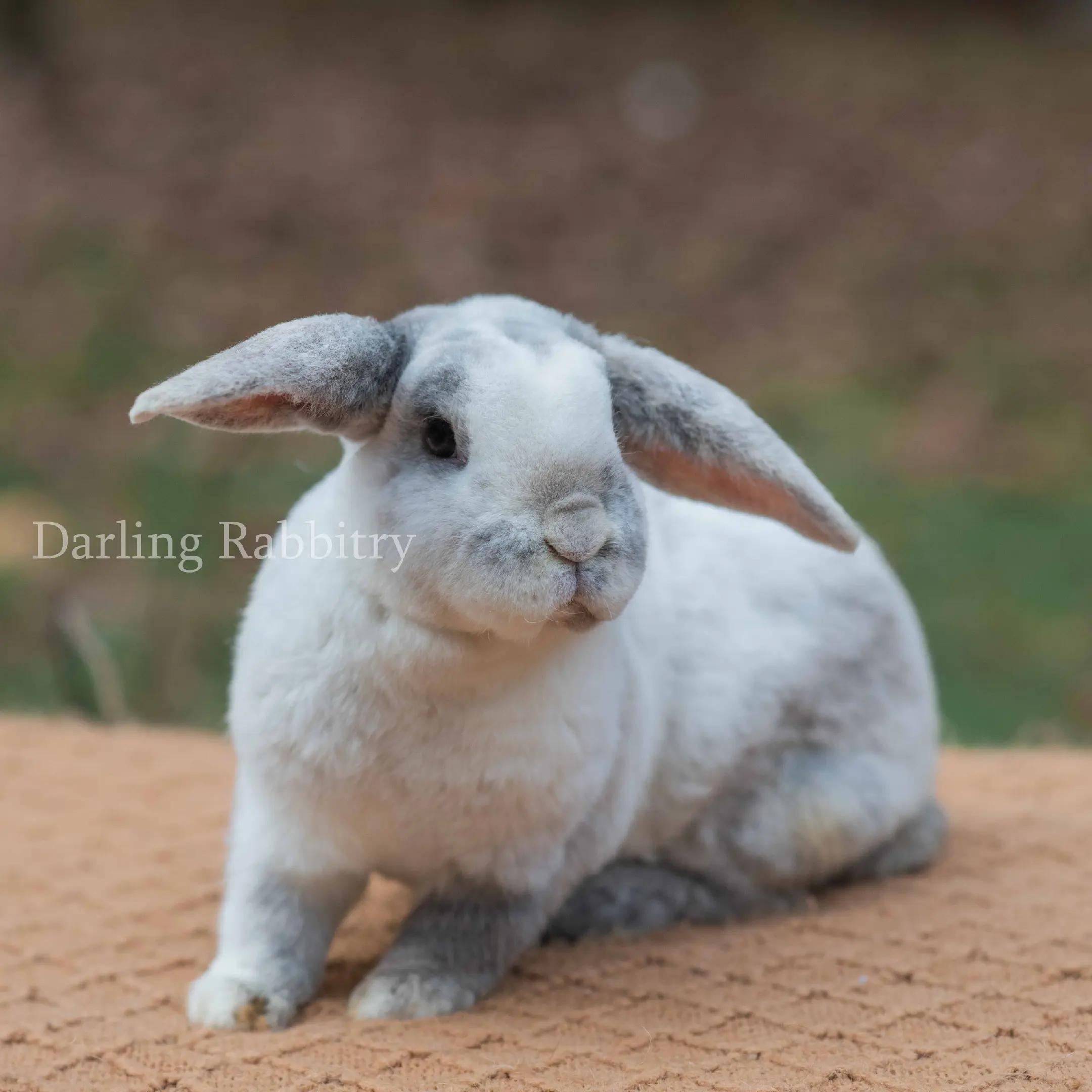 @Darling Rabbitry