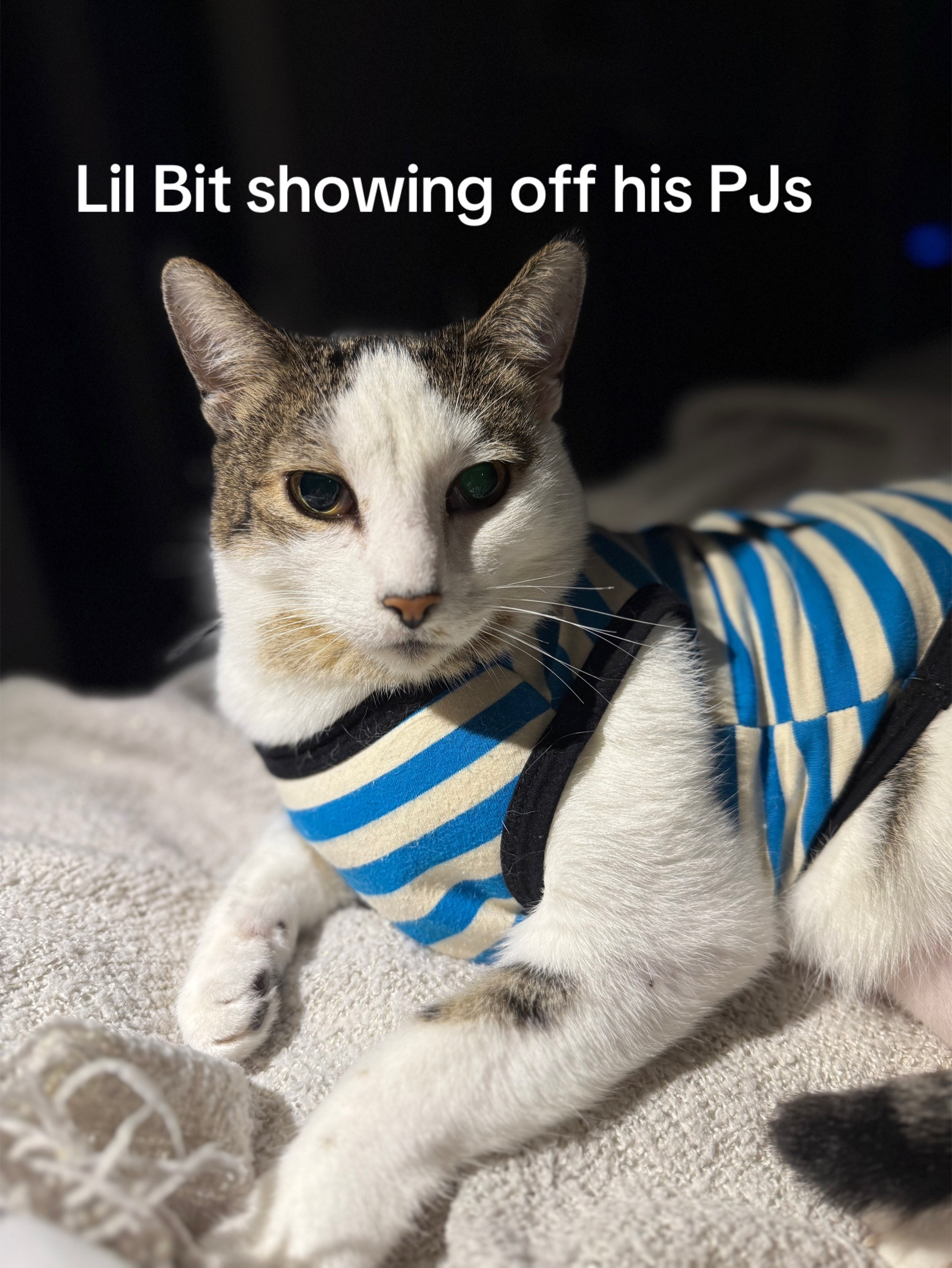 @Stef 🧡 cats! 🐈 🐈&zwj;⬛🐈🐈&zwj;⬛