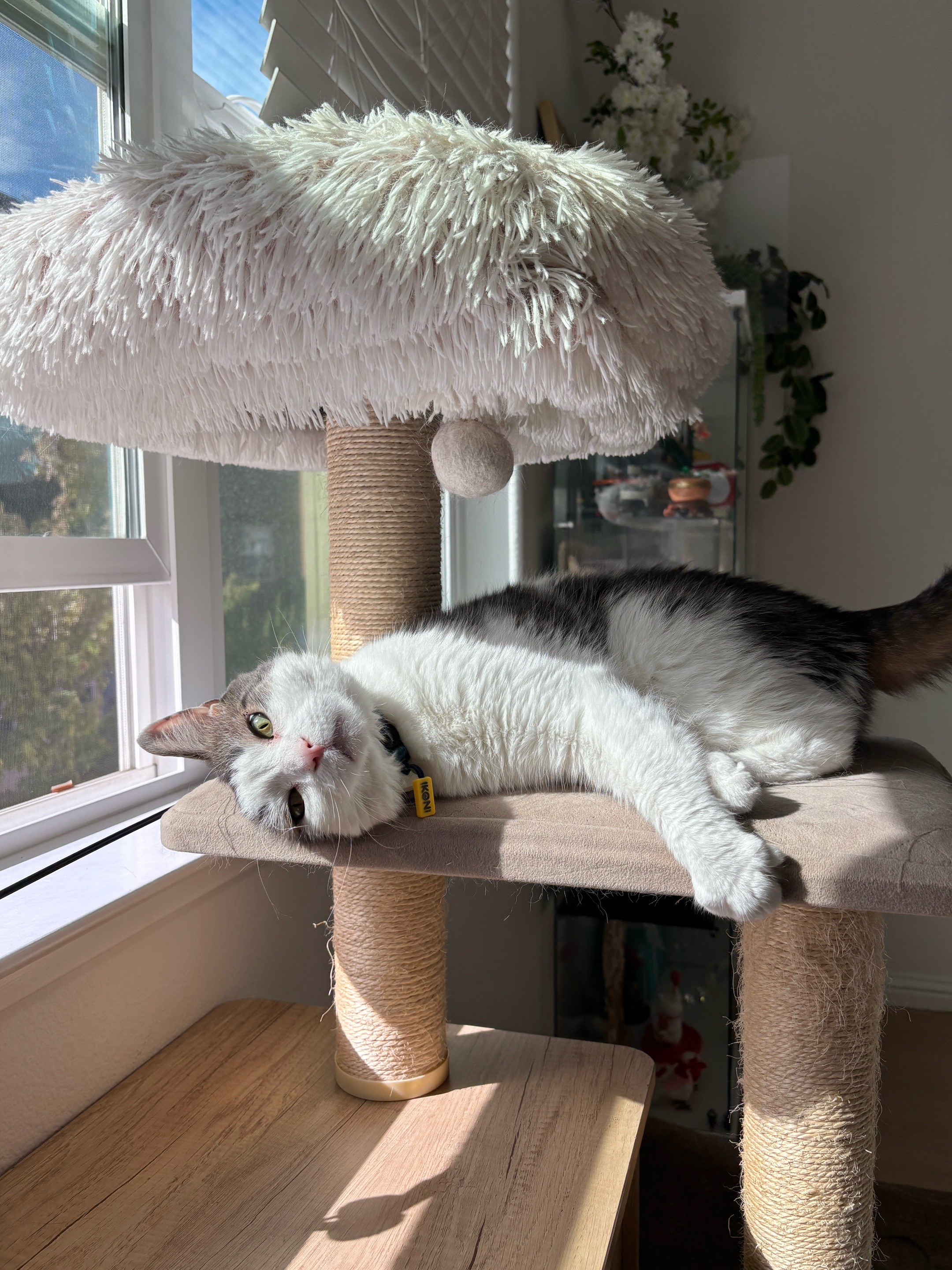 @Mimi Wawa Meow