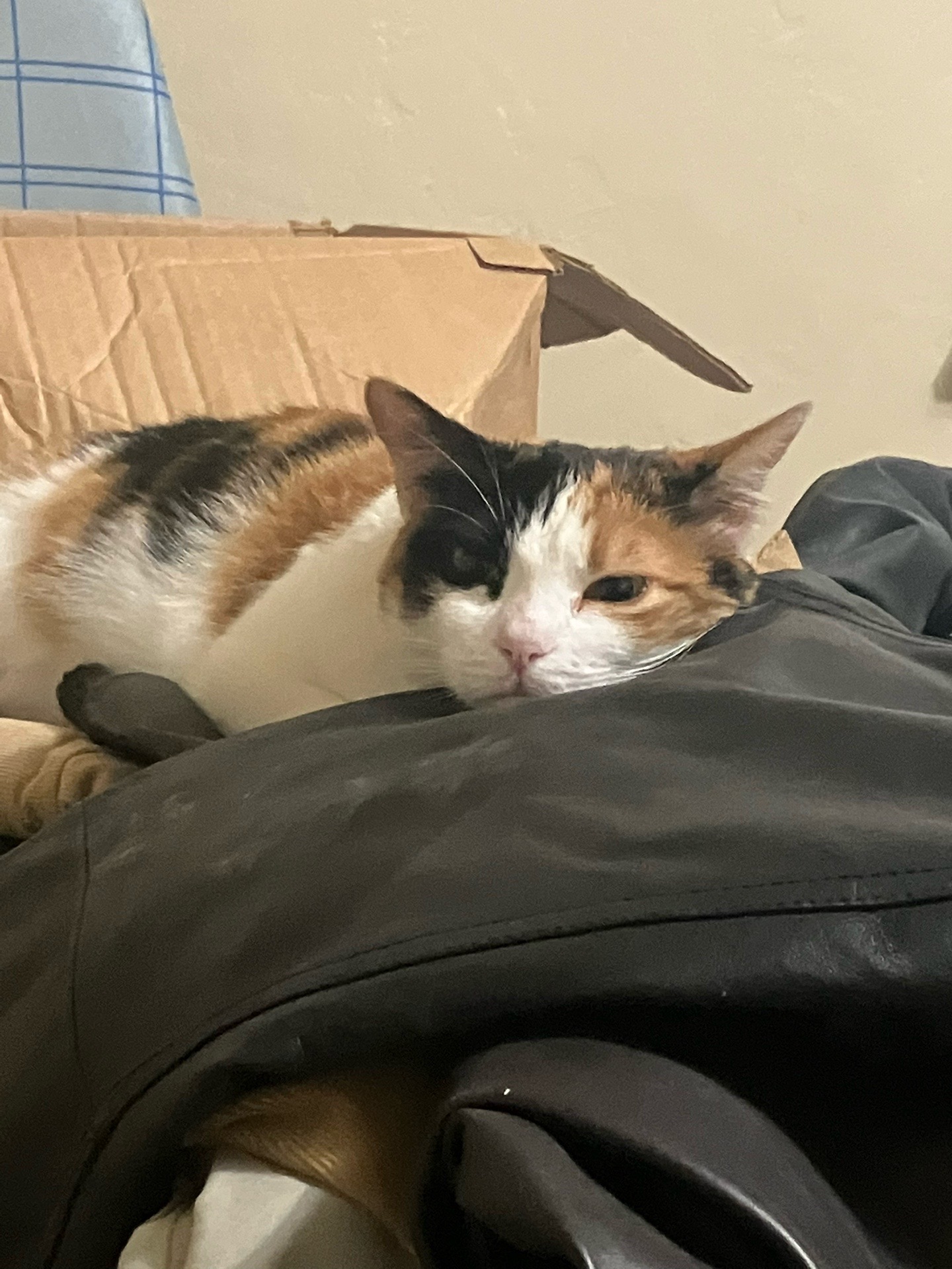 @sweetiethecalicocat
