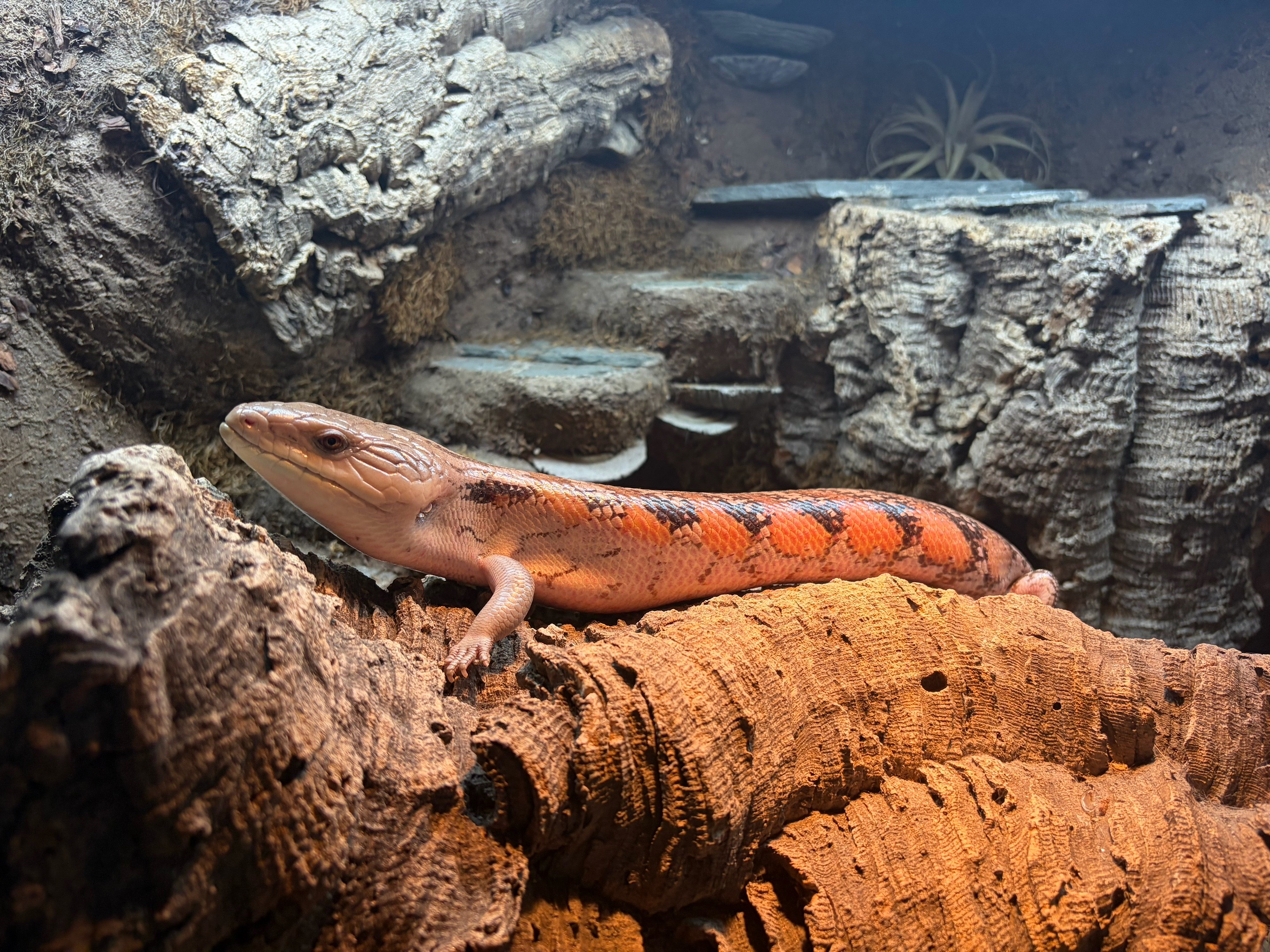 @layla🦎🍃