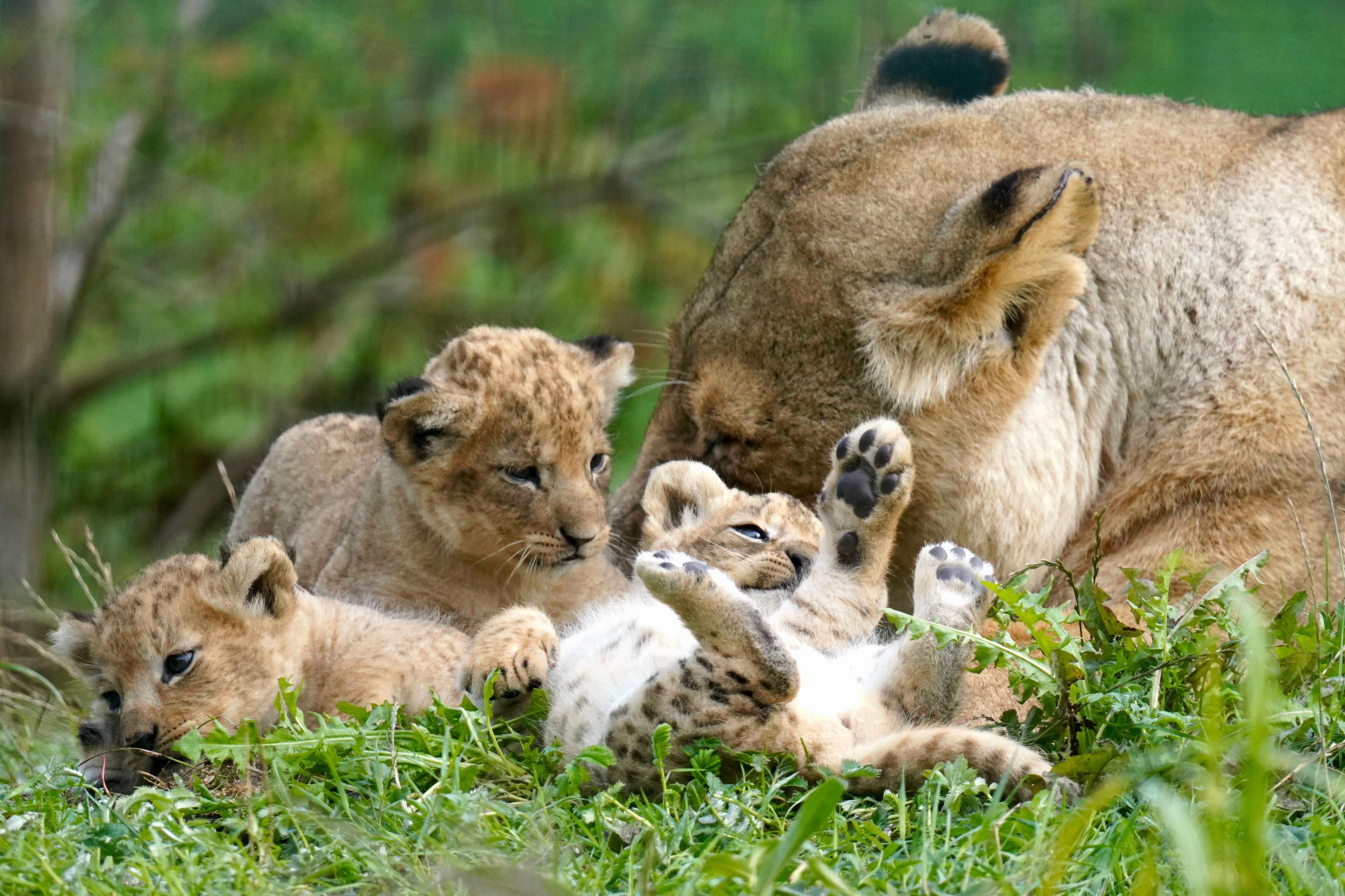 @Animals Travel Adventures