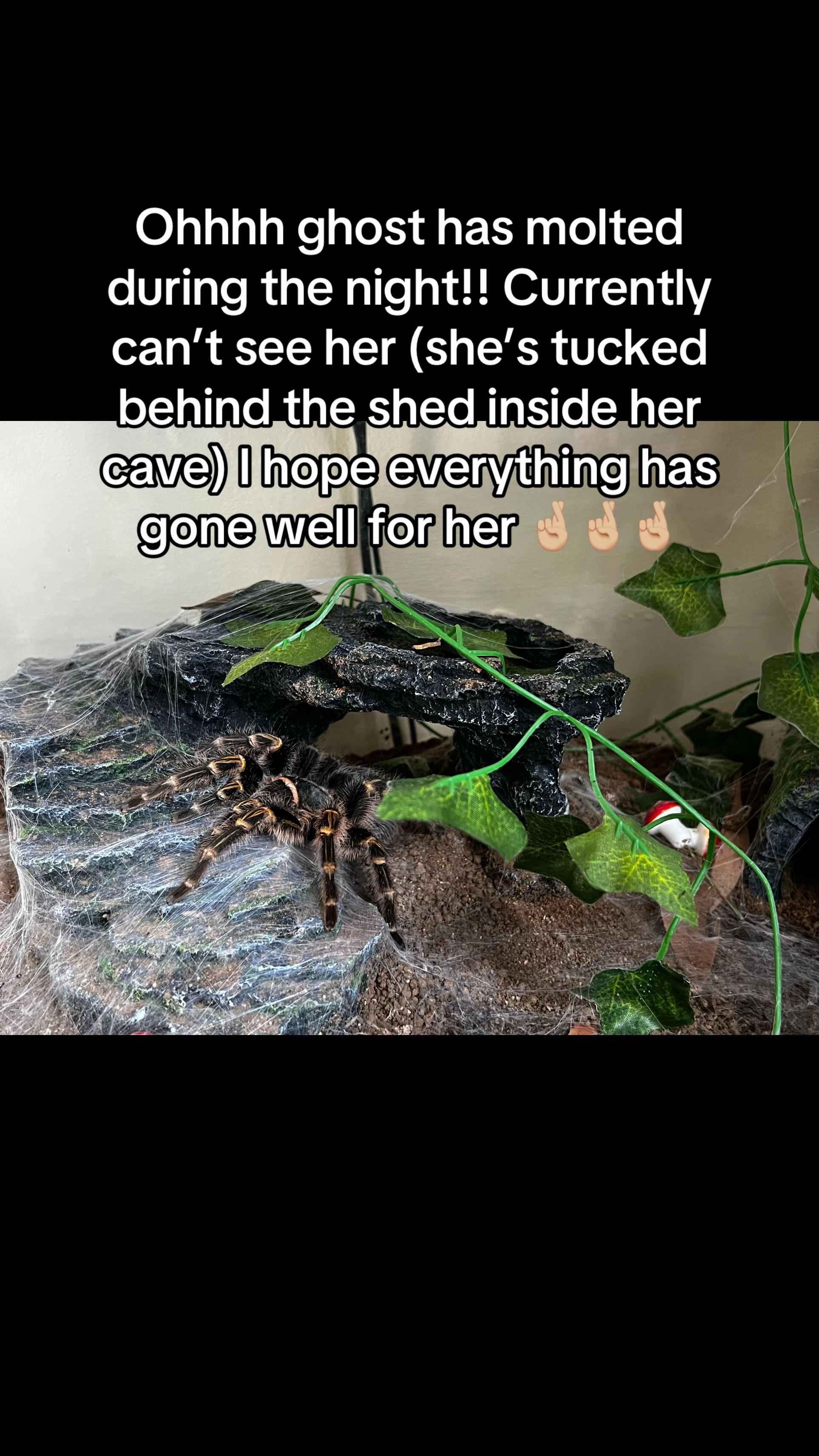 @The Tarantula twins 🕷️