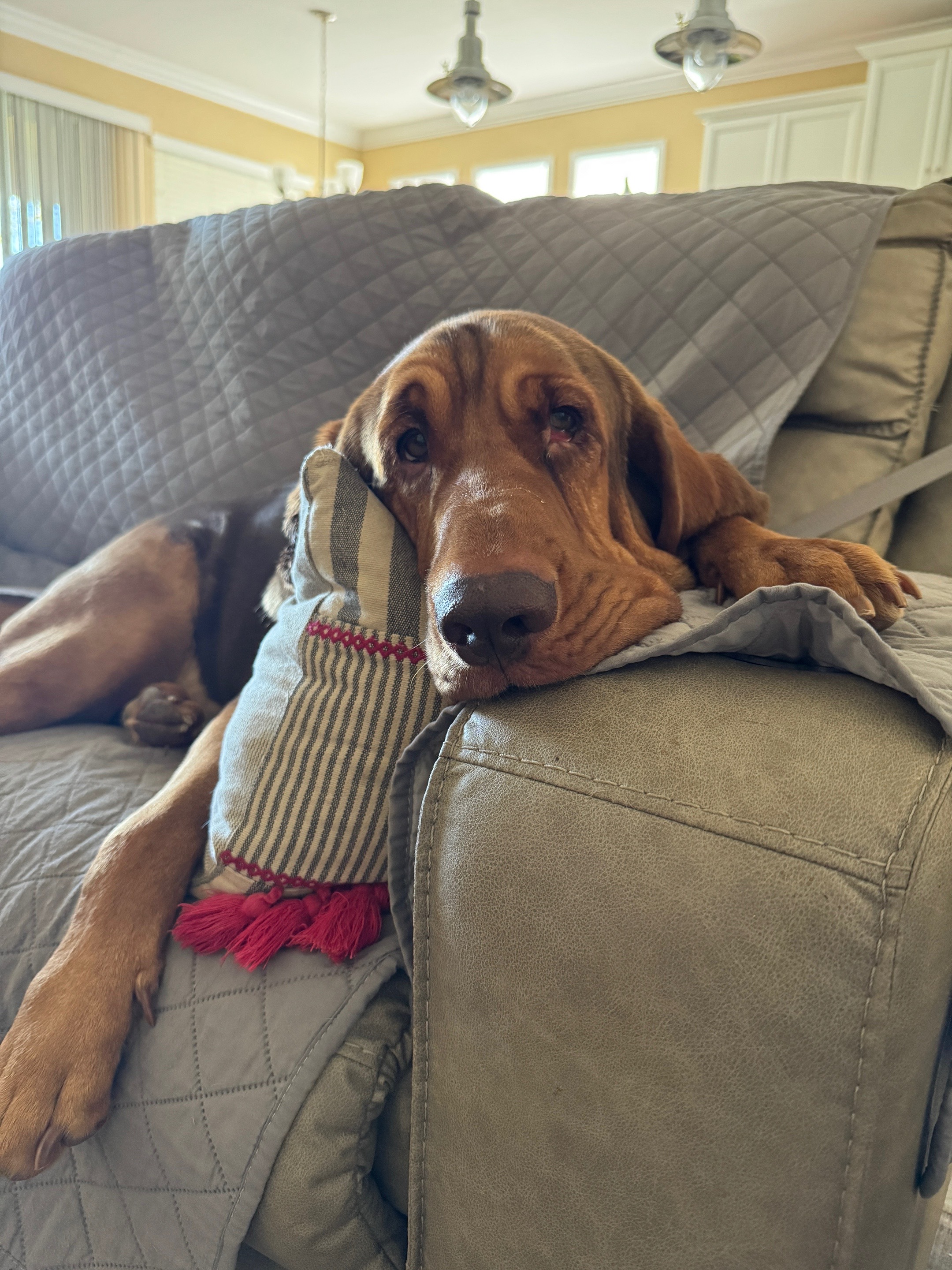 @earl_the_drooling_dog