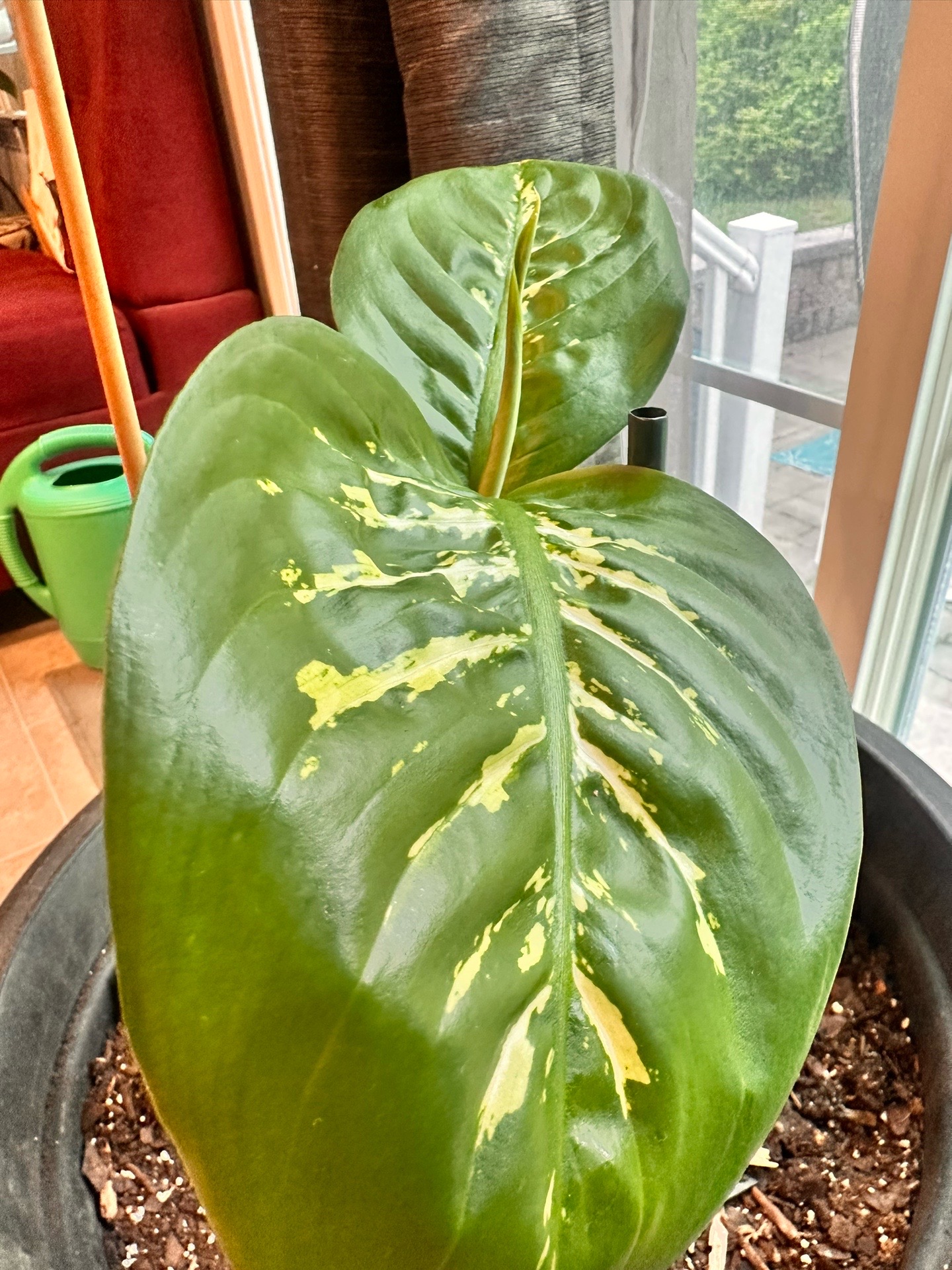 @MoePlantDad