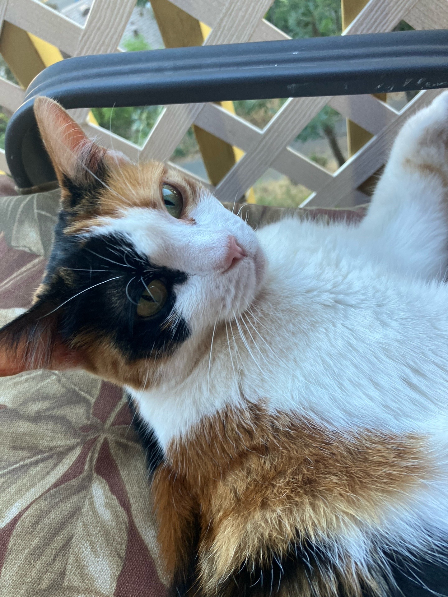 @sweetiethecalicocat