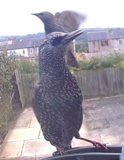 @🐦⬛ A Hoot 🐦⬛