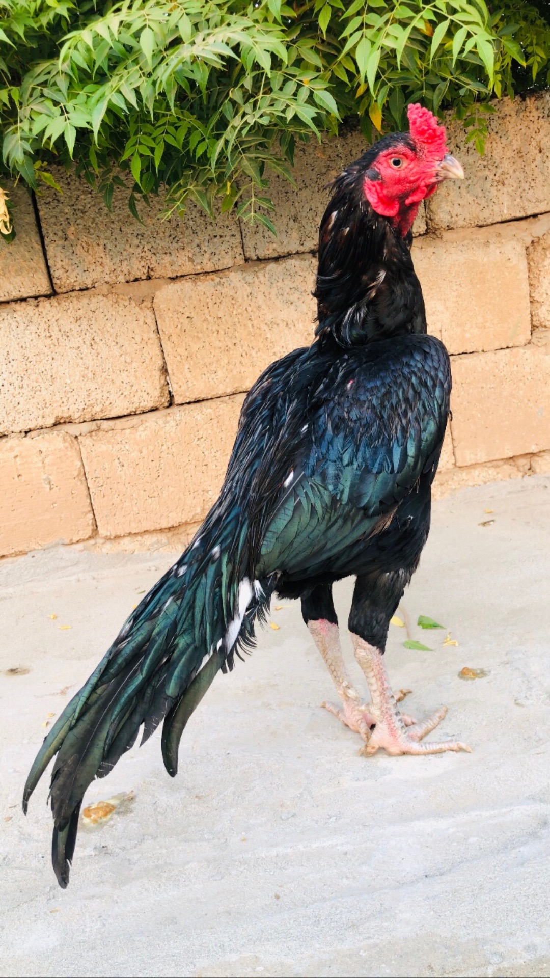 @Poultry Markaz