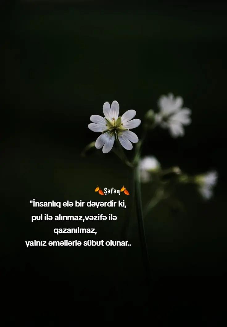 @🍂Shafaq🍂