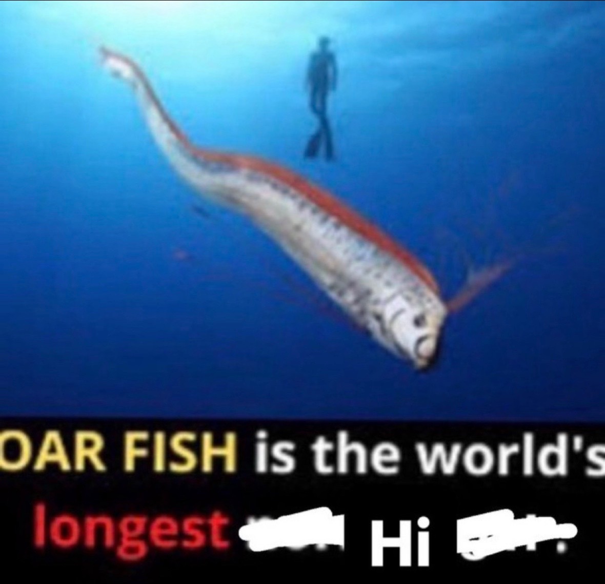 @zackpelo