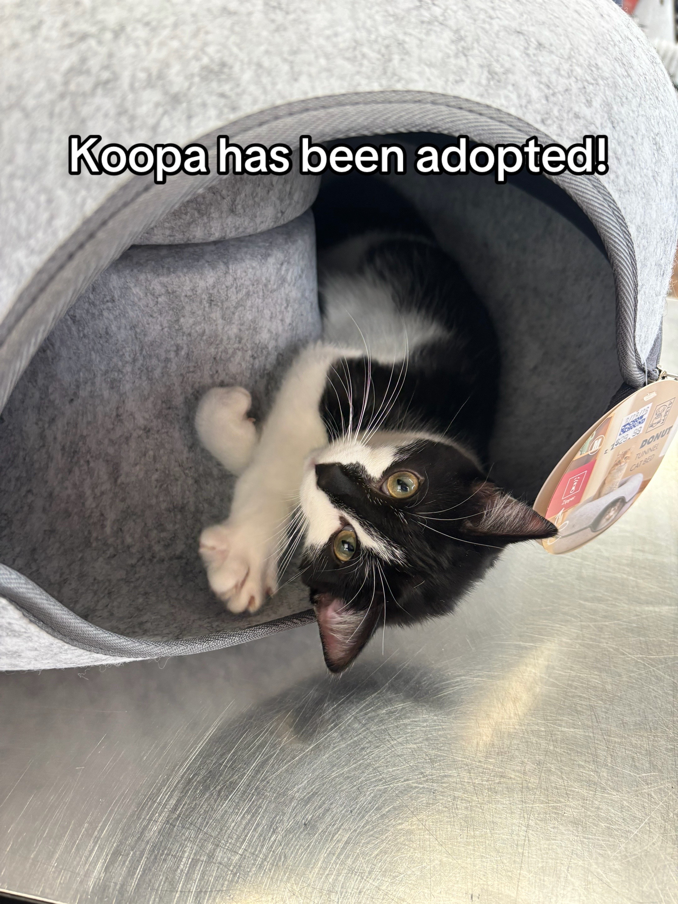 @Kovu&rsquo;s Kitties