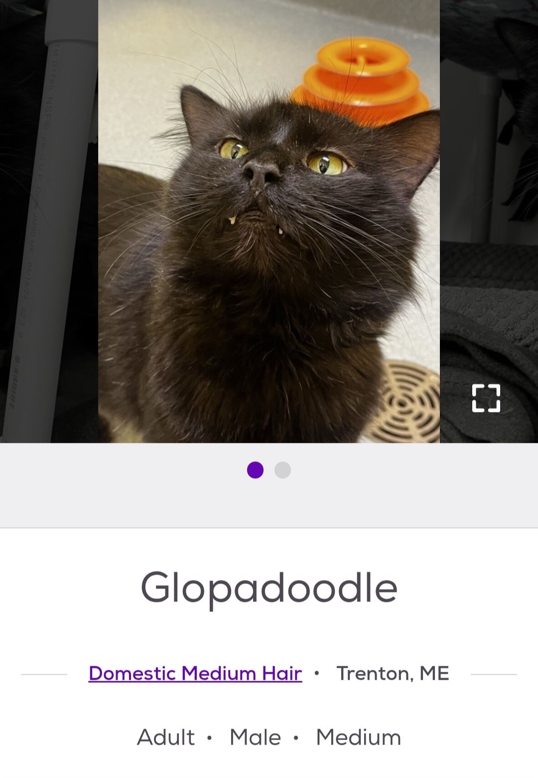 @cat memes