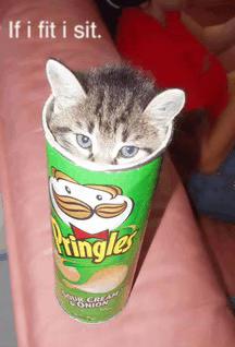 @CatSwoppr