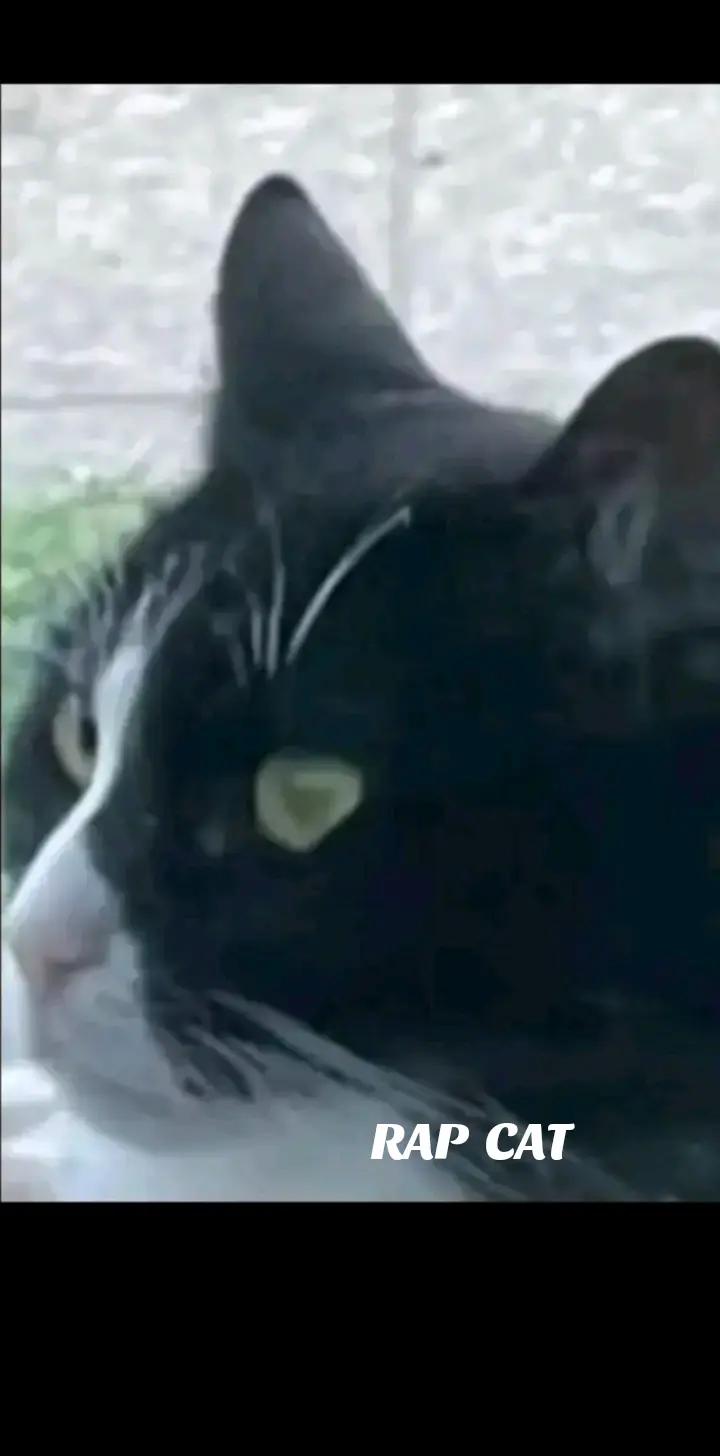 @RAP CAT
