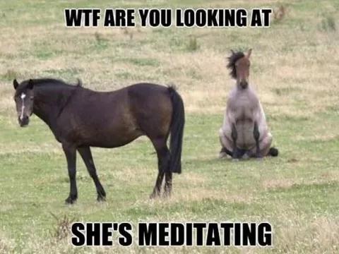 @streamhorse