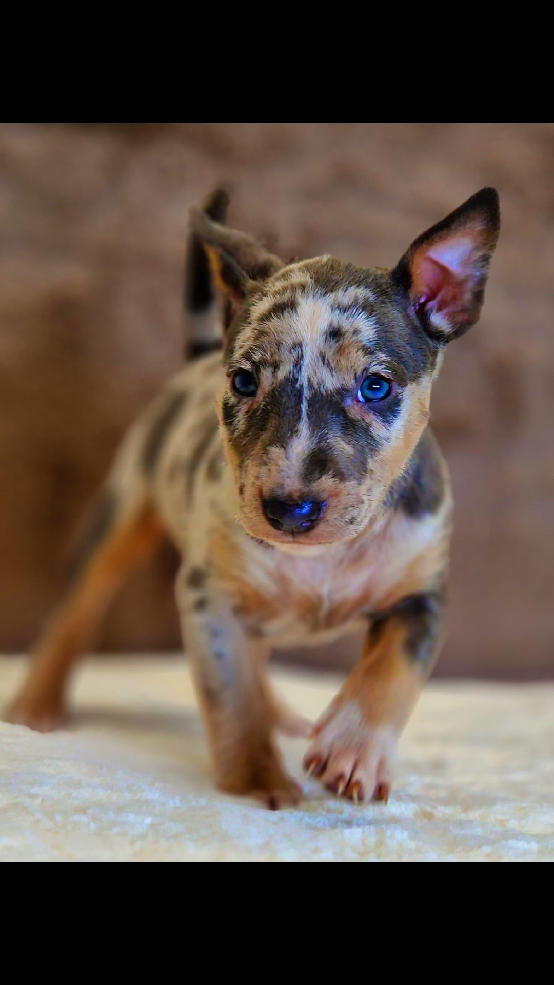 @Mini Bull Terriers from Hell