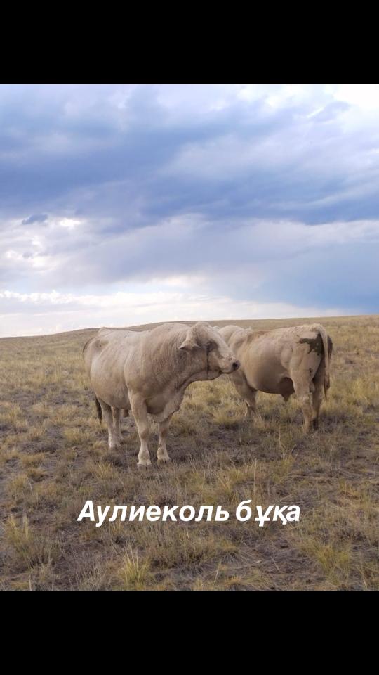 @kh_akferma09