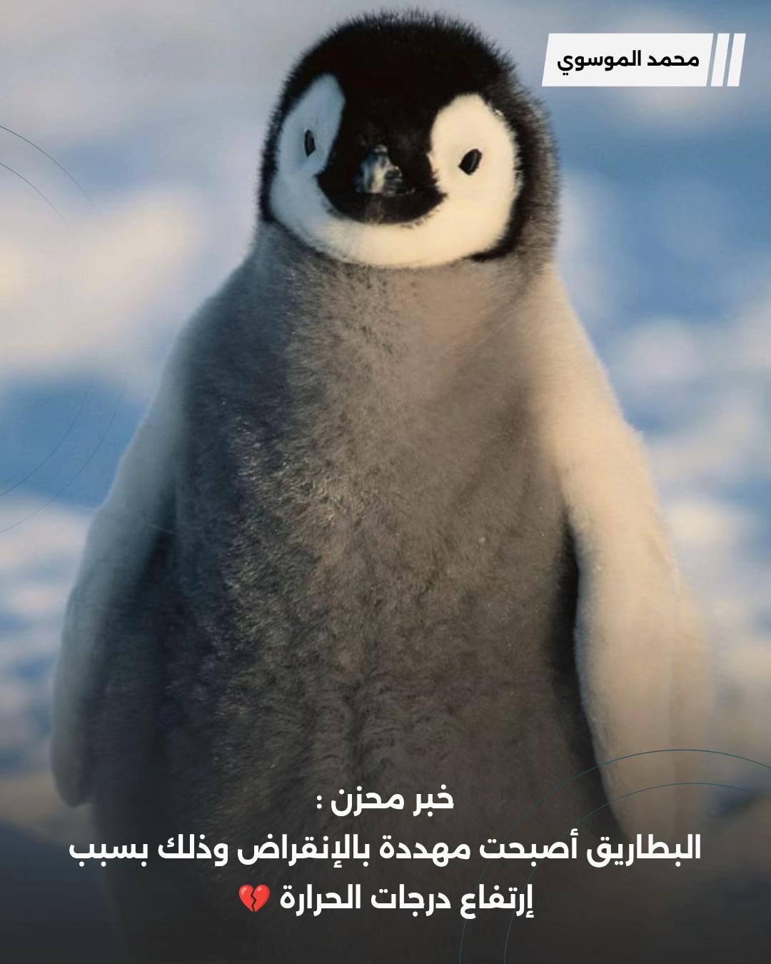 @محمد الموسوي
