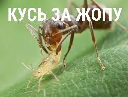 @ленточка