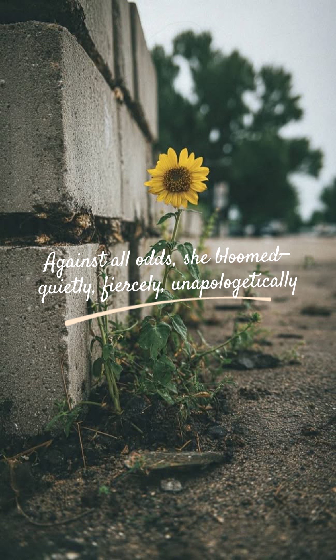 @ᛕꪗ ꪀ꠸ᥴꪮꪶꫀ 🌻🌹
