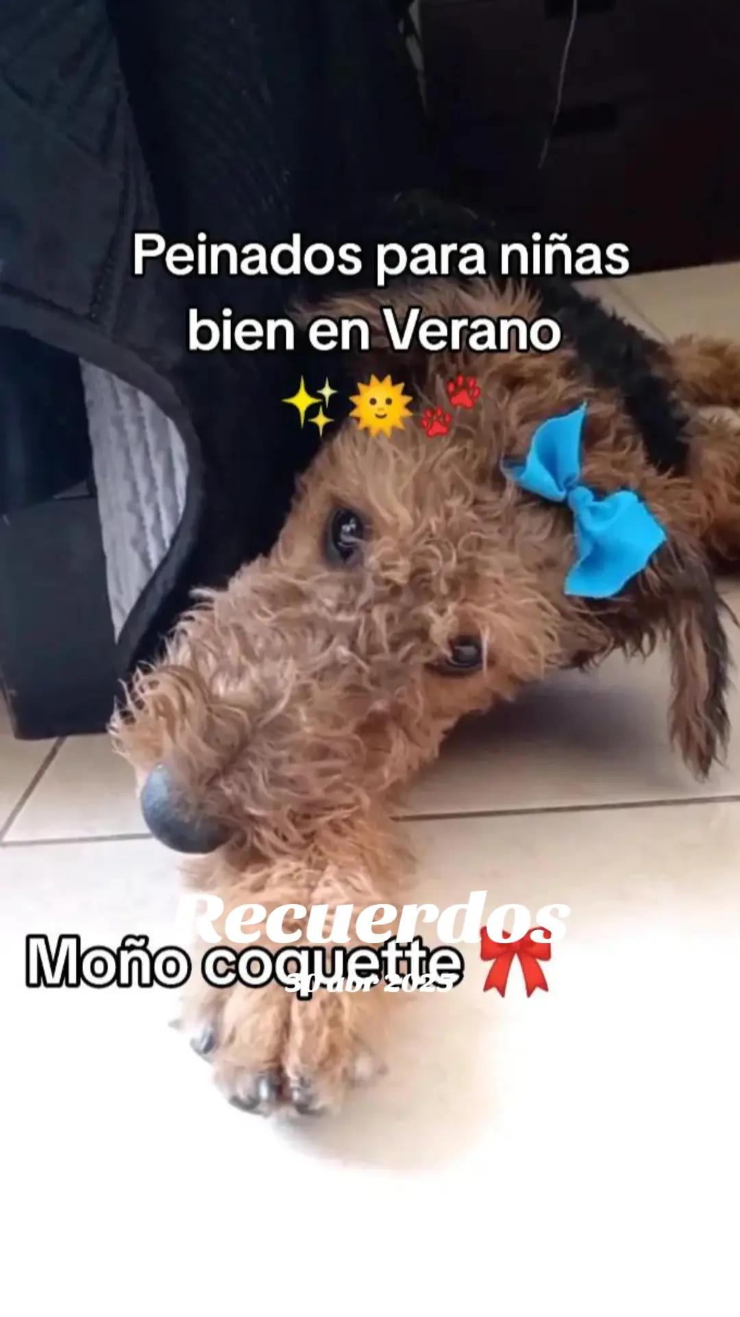 @Trufa Y M&aacute;ximo🐾Airedales