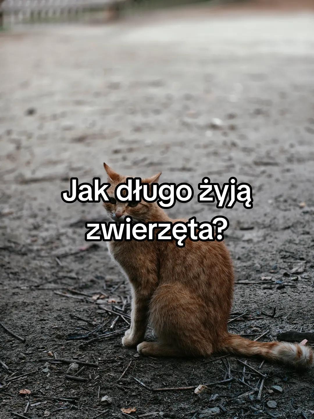 @KochamKurki❤️🐔