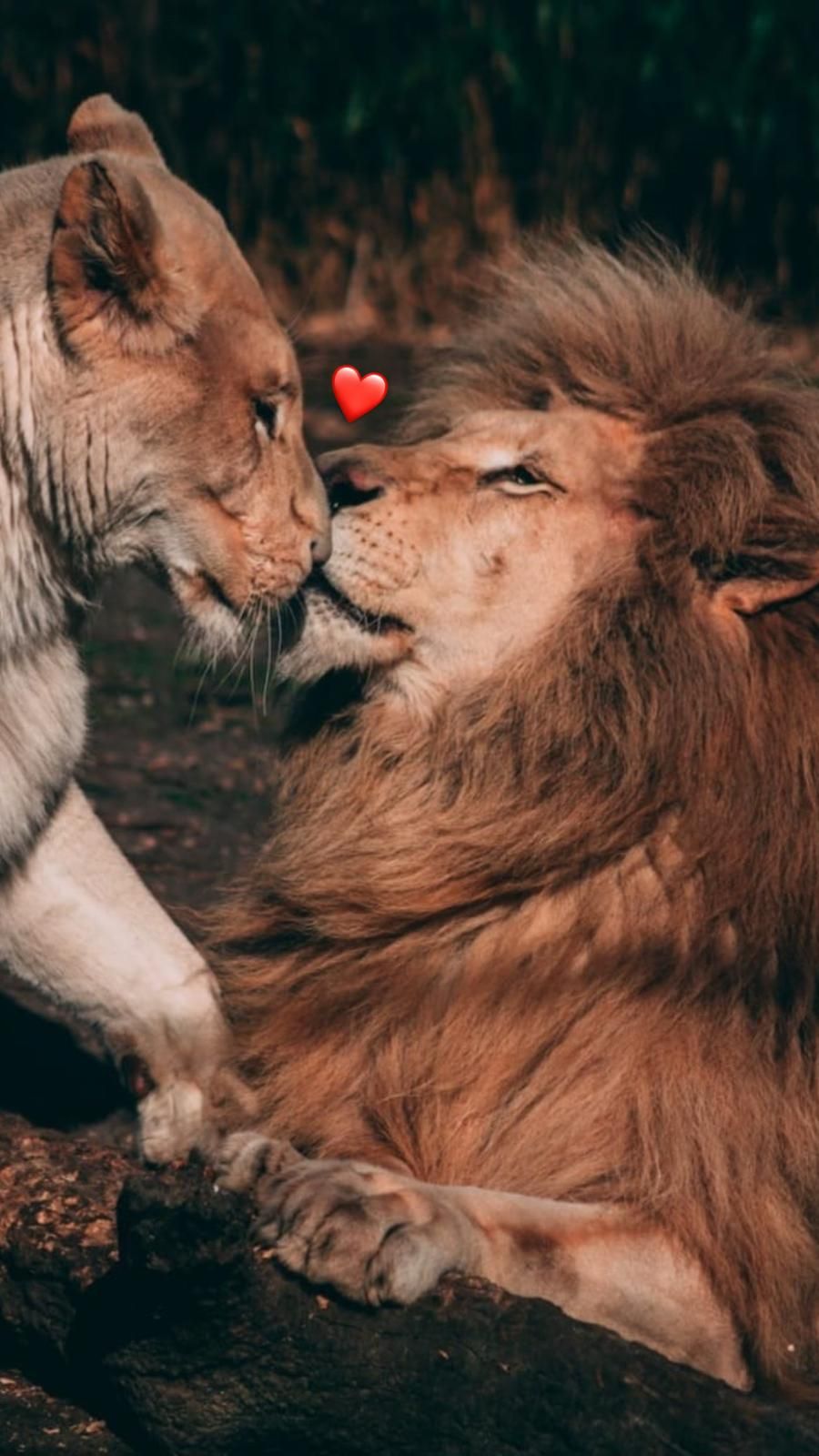 @𝔇𝔦𝔞𝔫𝔞 ♡