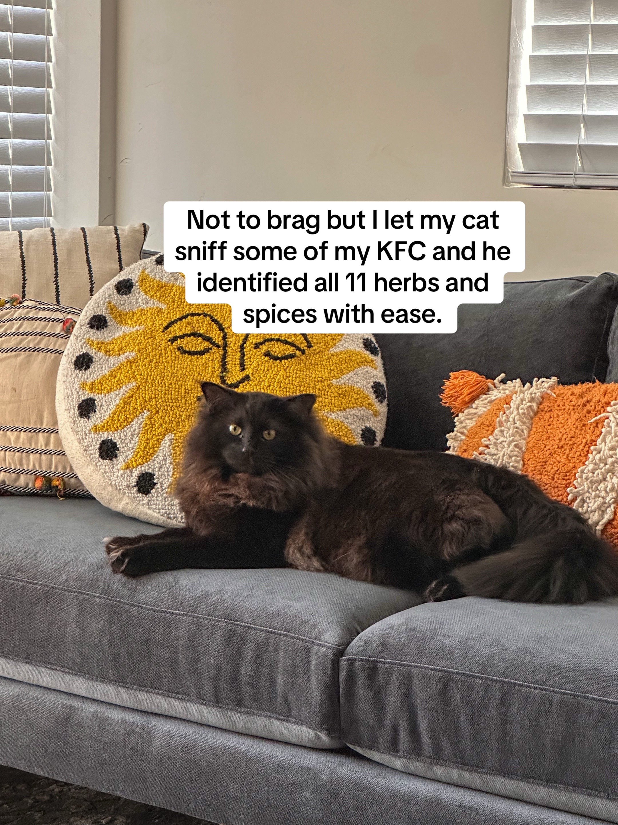 @sterling.the.cat