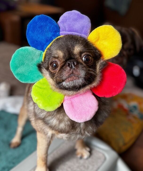 @ChilliThePug