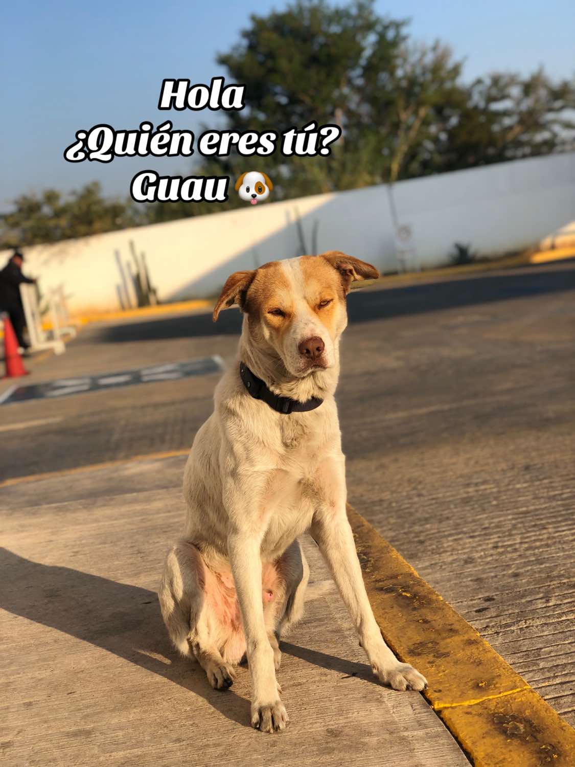 @Mailo el perro gasolinero