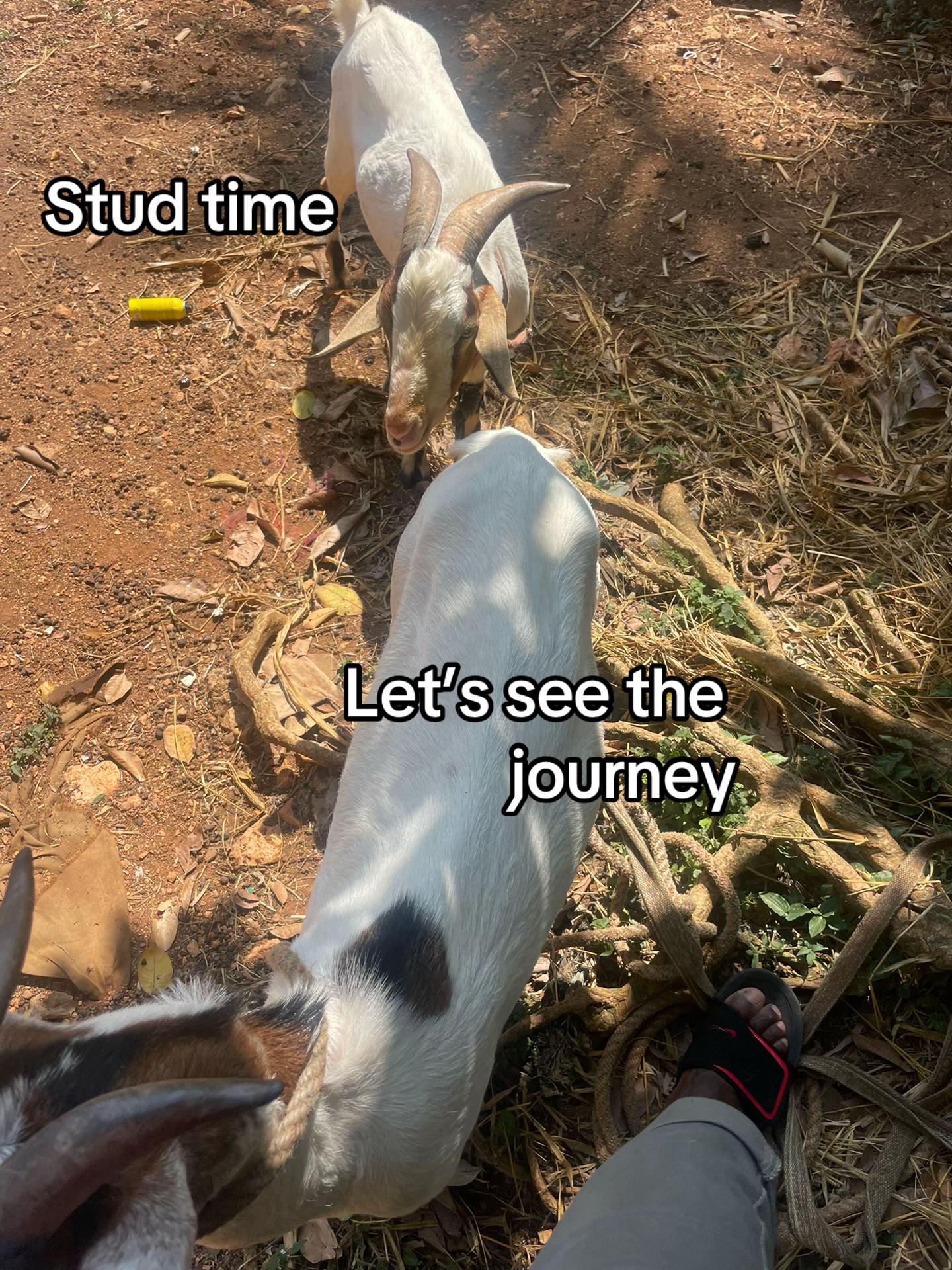 @Goat Ranch