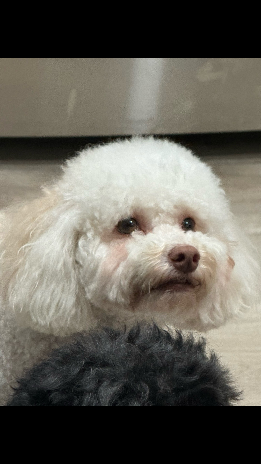 @Papi chulo 🇲🇽 💯