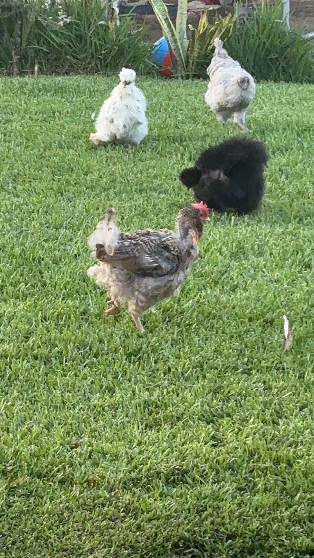 @Seven_mightyhens