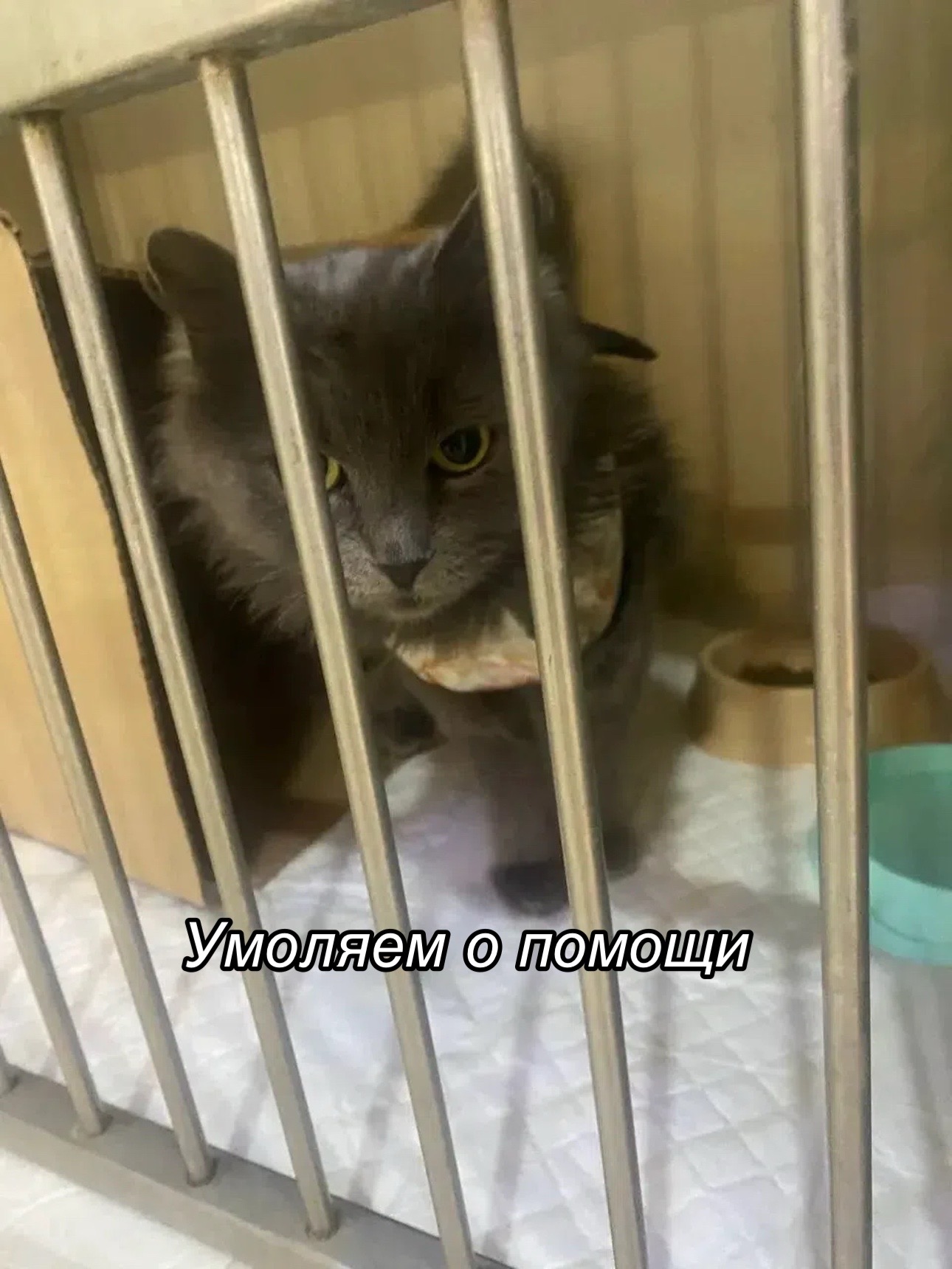 @Приют Потеряшка