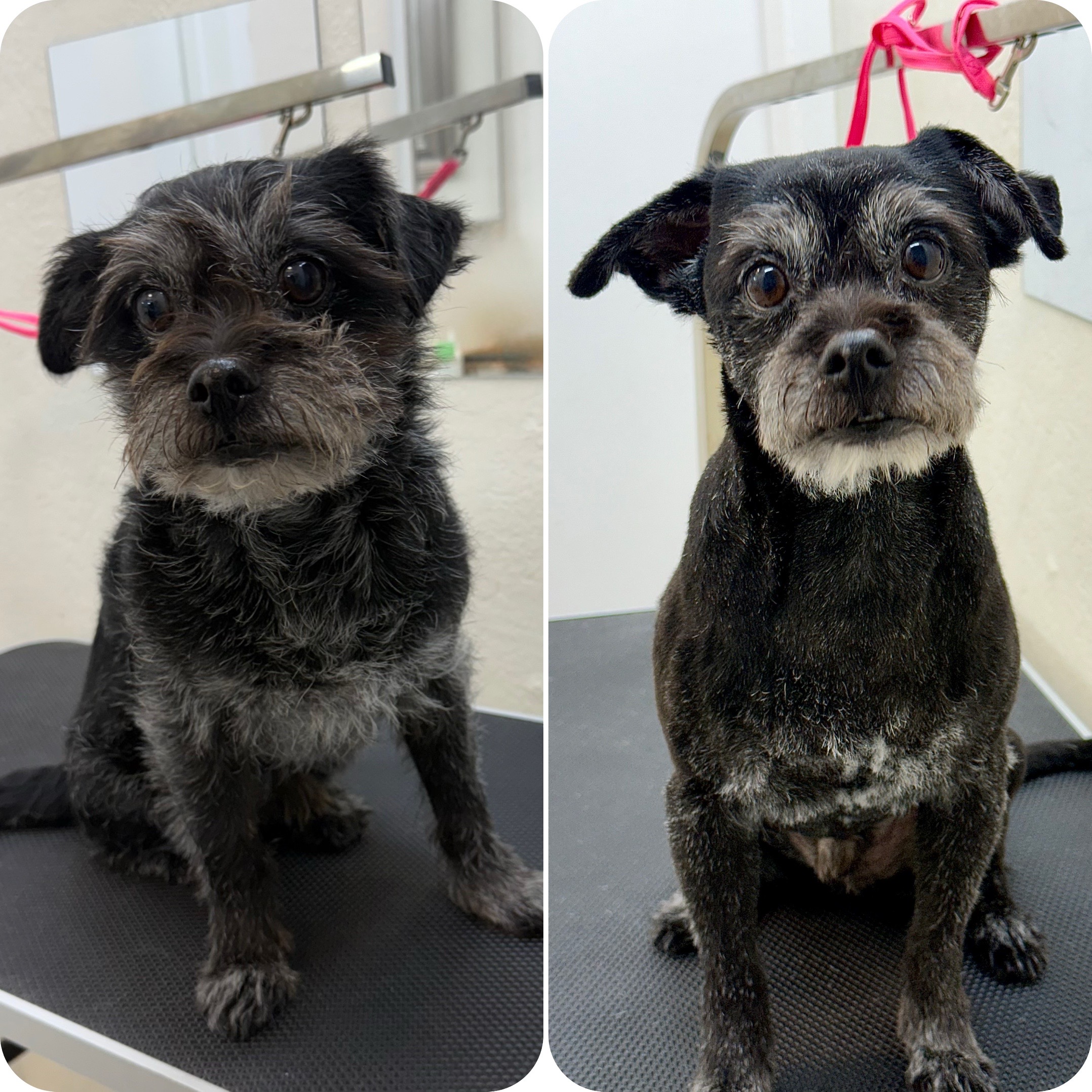 @Julia_theGroomer