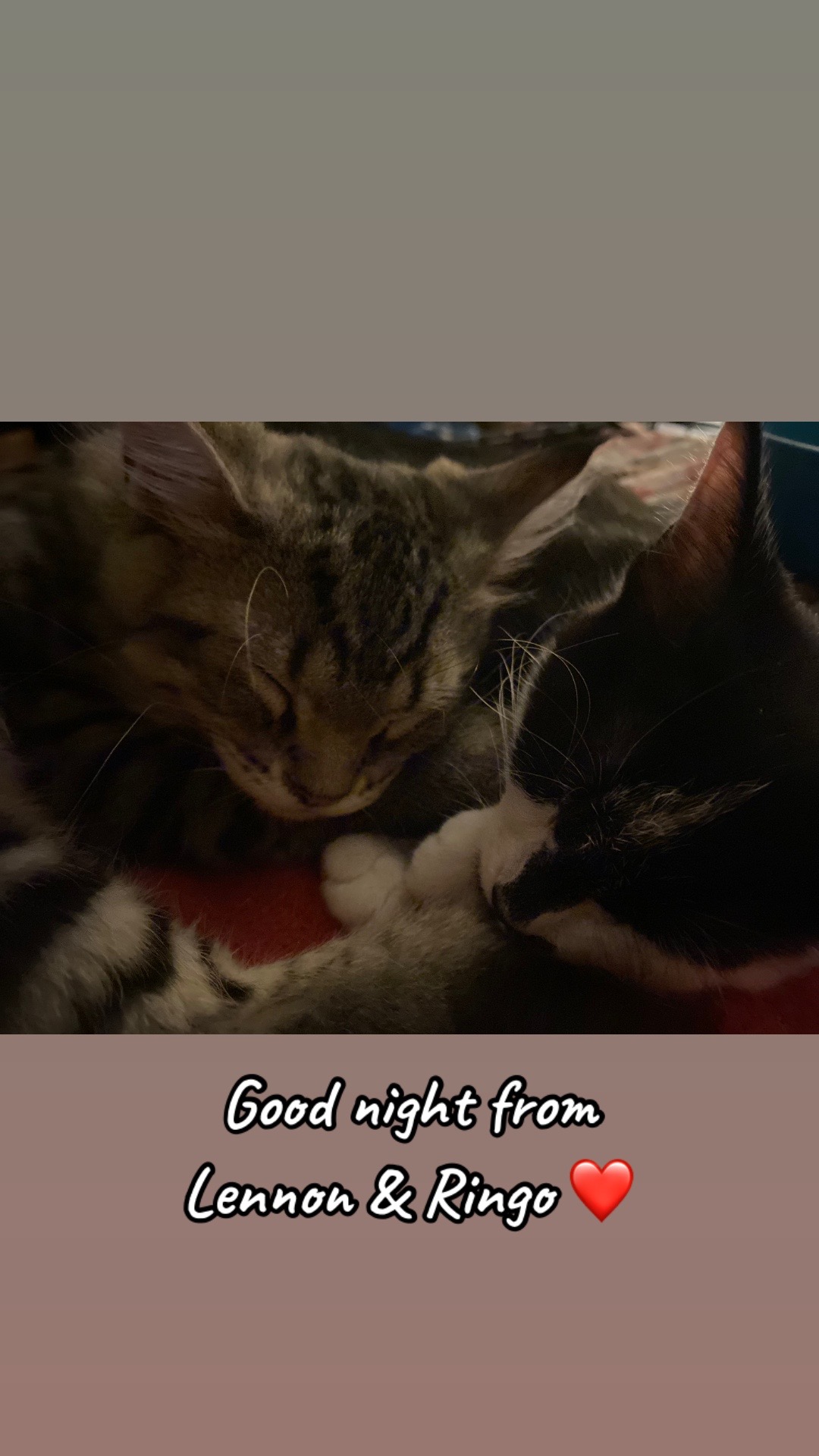 @Lennon & Ringo the kittens
