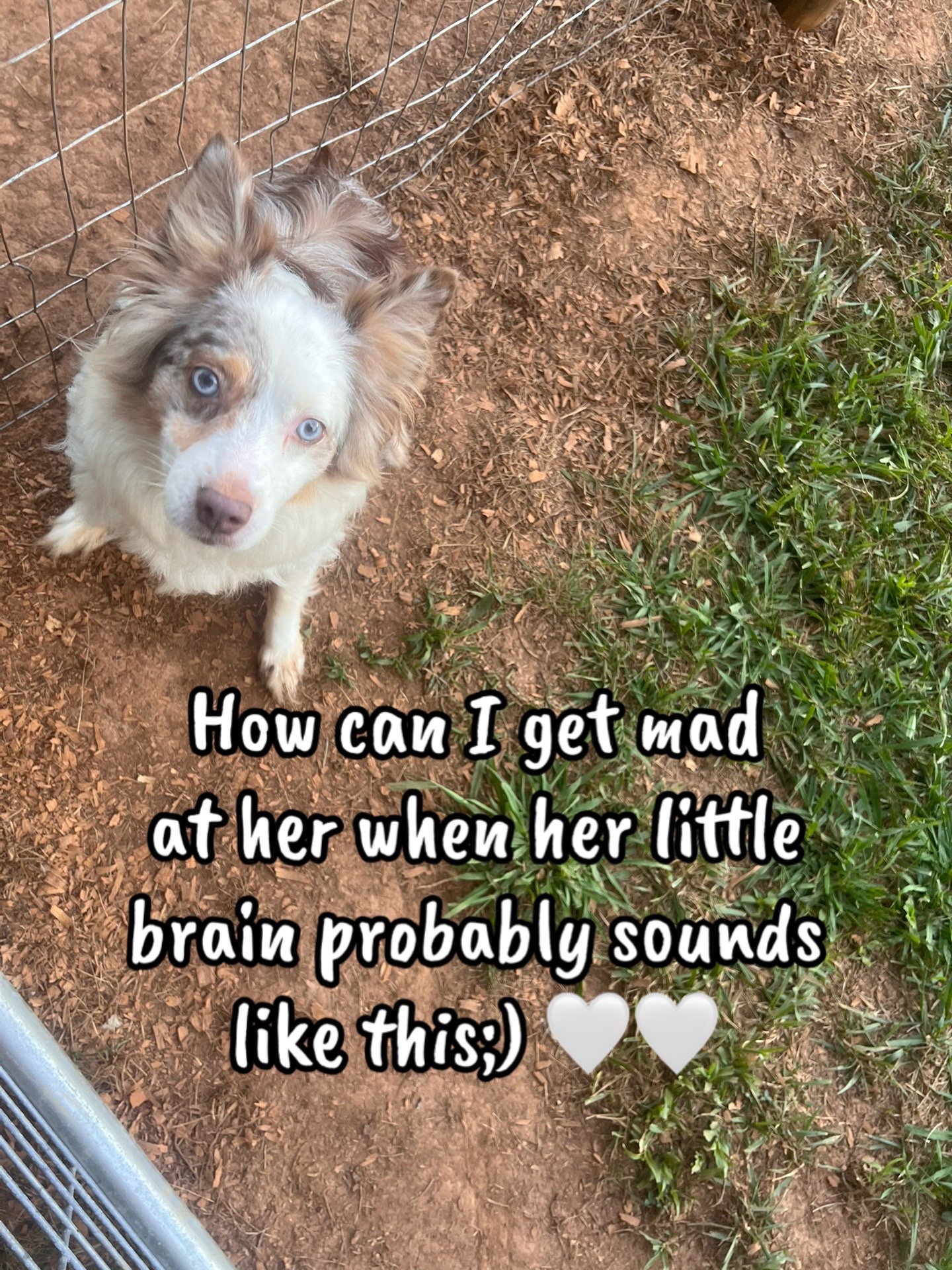 @Angie@k9kennels🐾