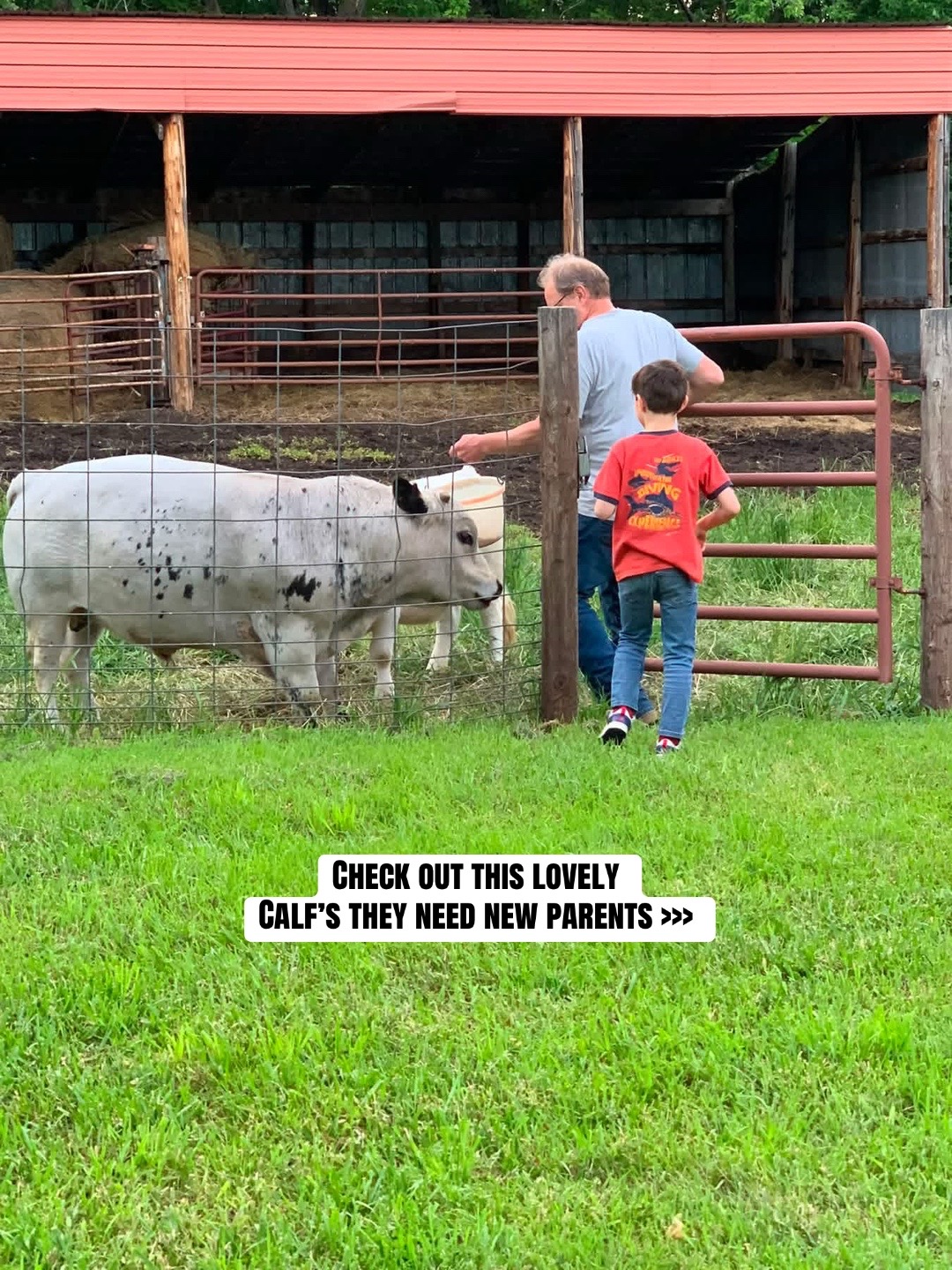 @landycows3