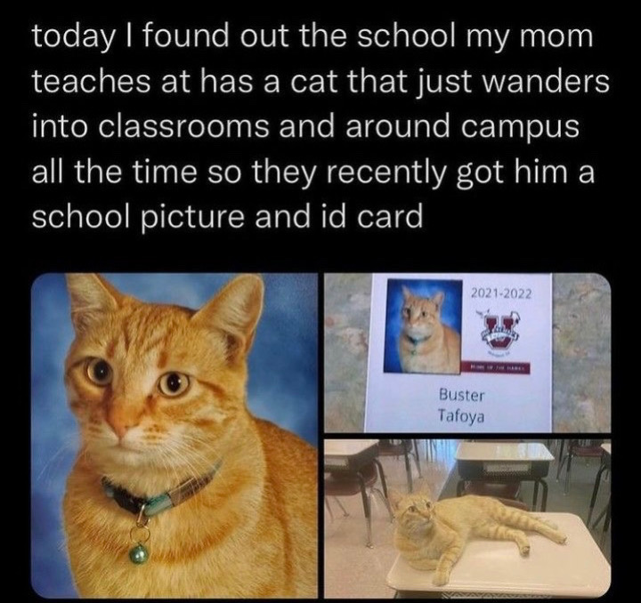 @🐾🐈🖤🤍🧡