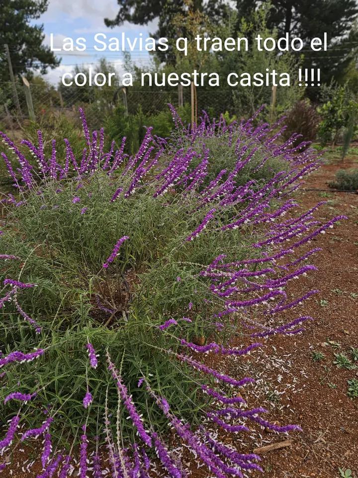 @Por ahi .....