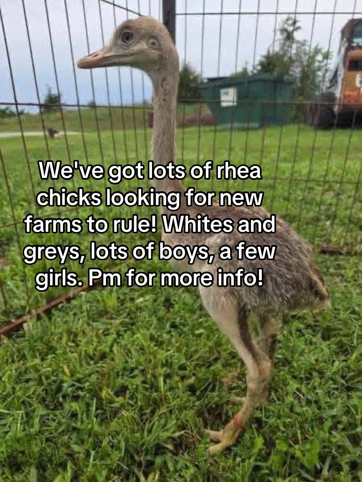 @Matthew’s Feathered Farm