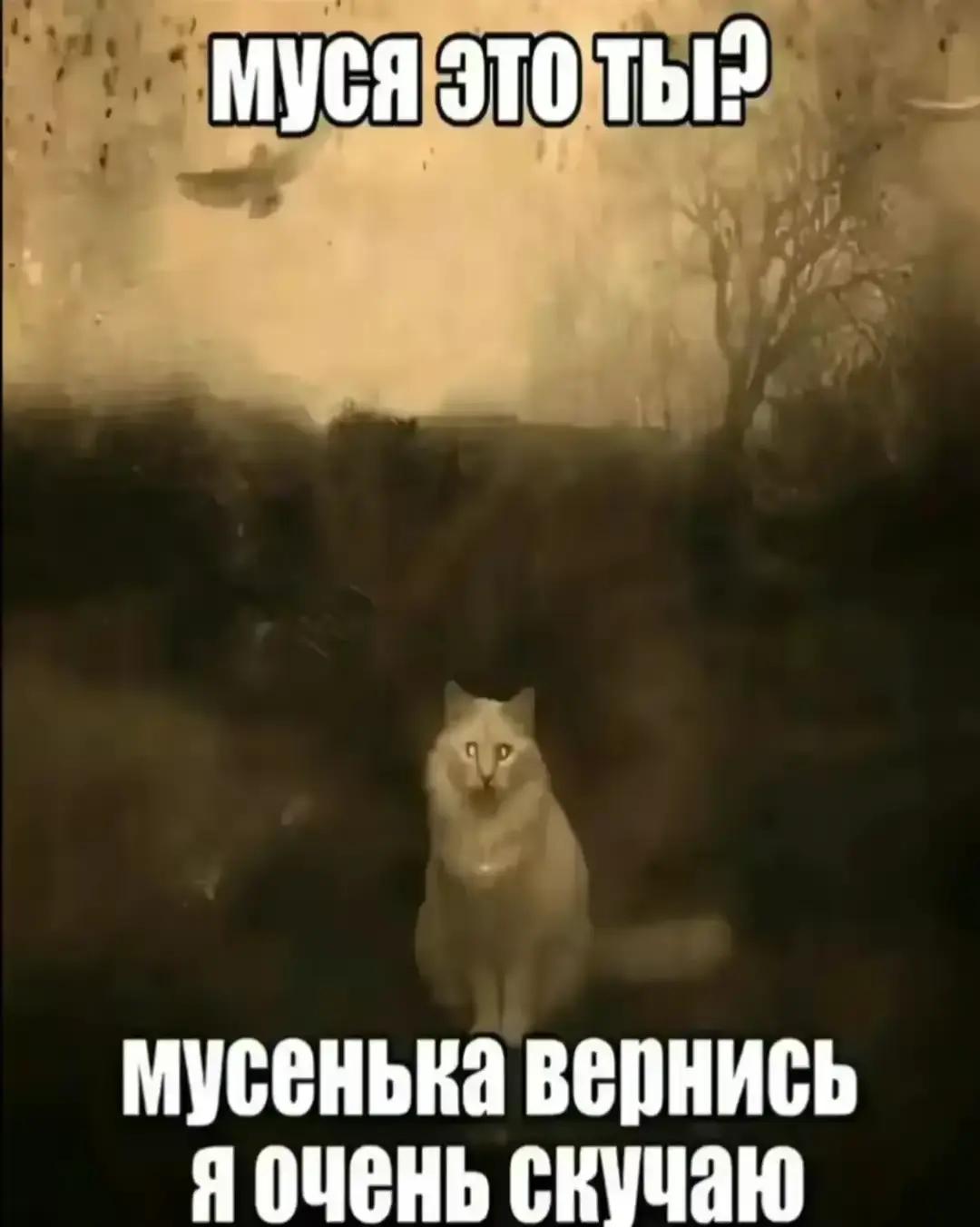 @4dv0k4t