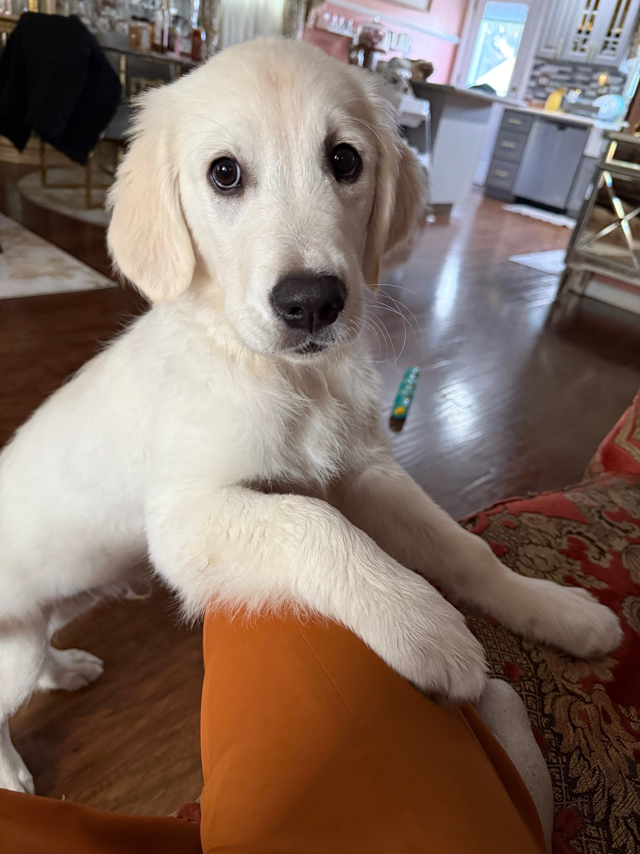 @Dunkin The Golden
