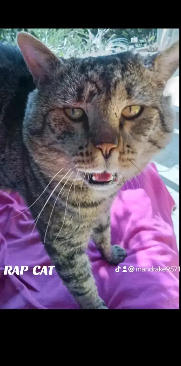 @RAP  CAT
