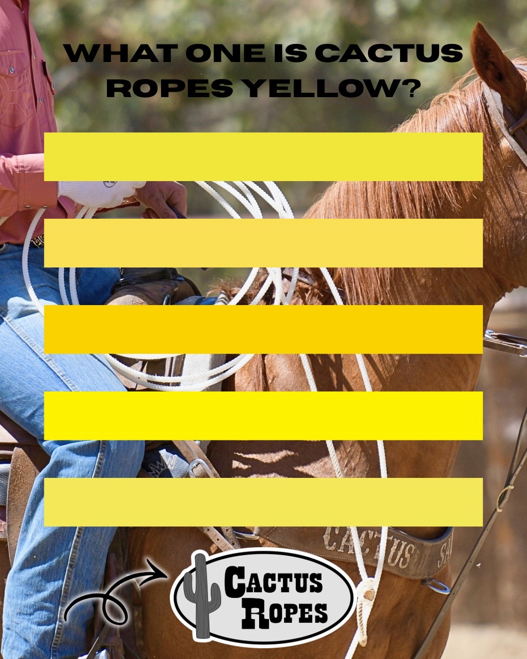 @Cactus Ropes