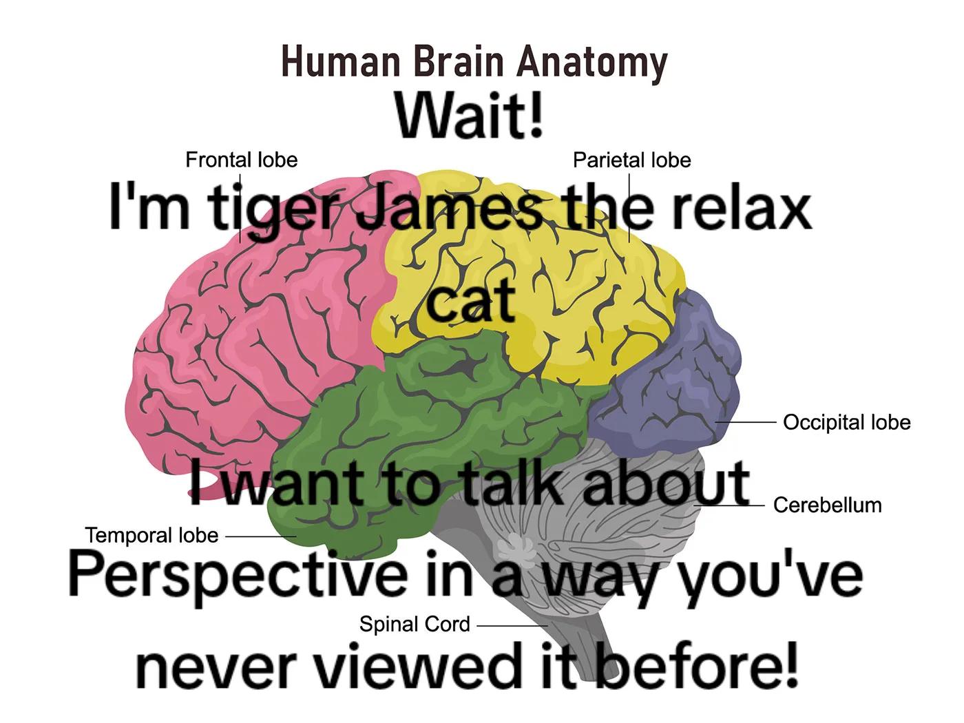 @Relaxcat_Tigerjames