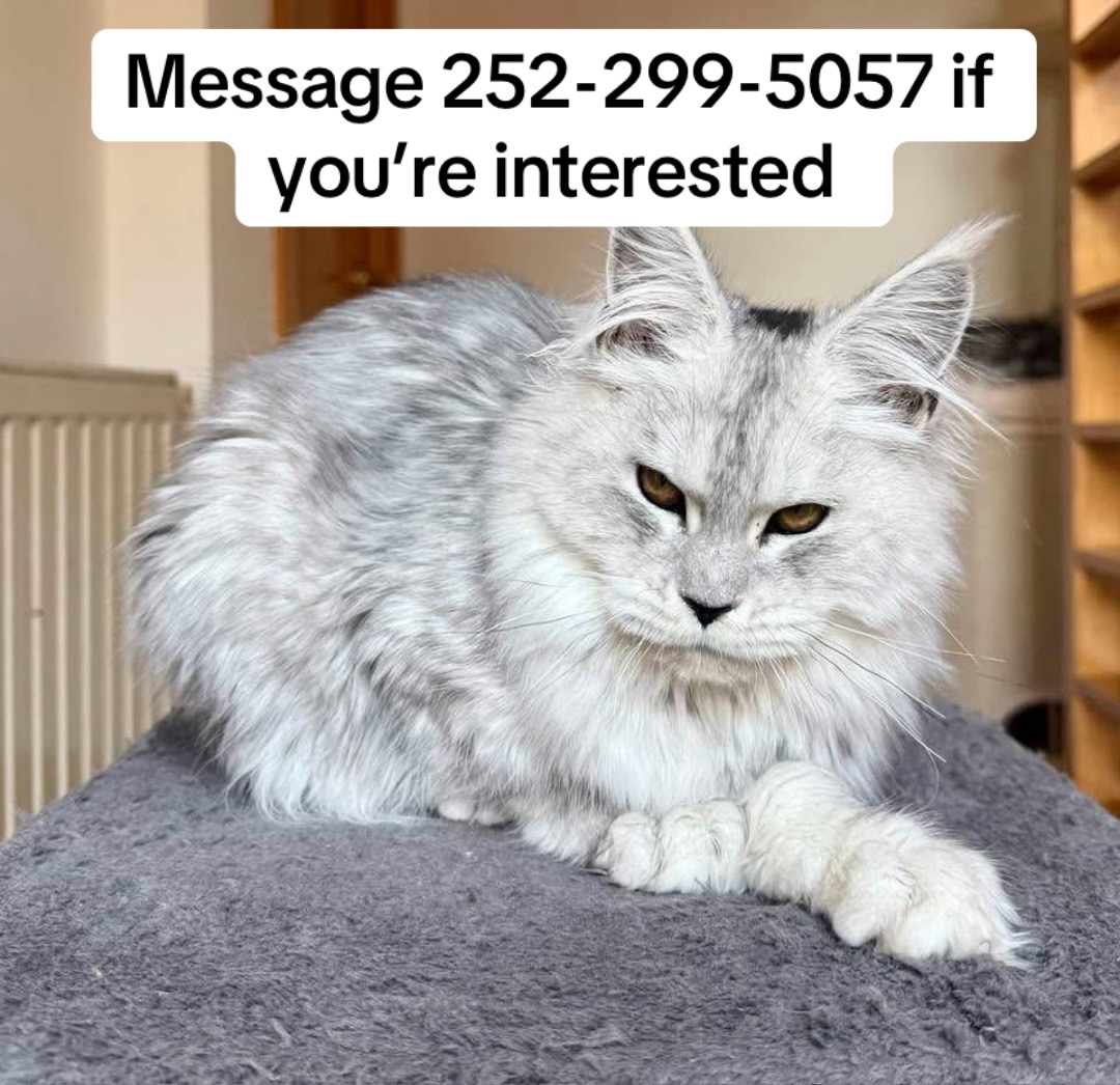 @blackkitties