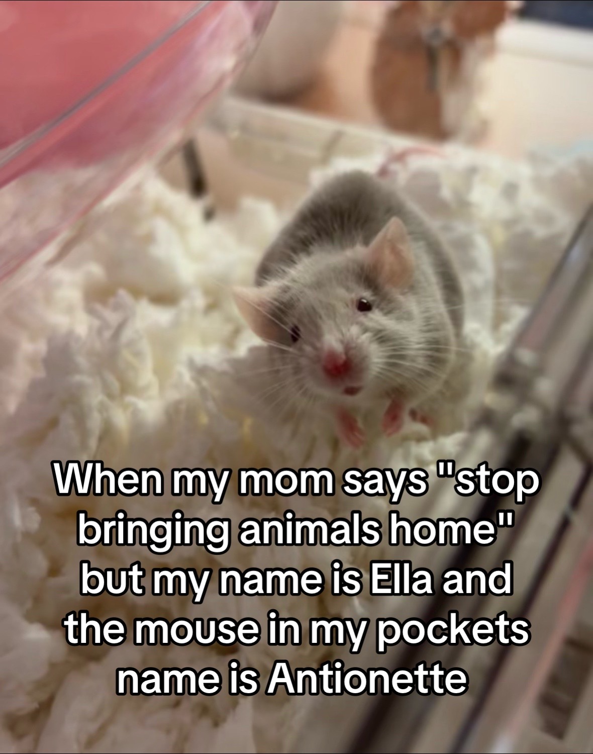 @thatweirdanimalgirl
